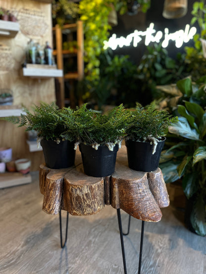 Rabbit Foot Fern 6”
