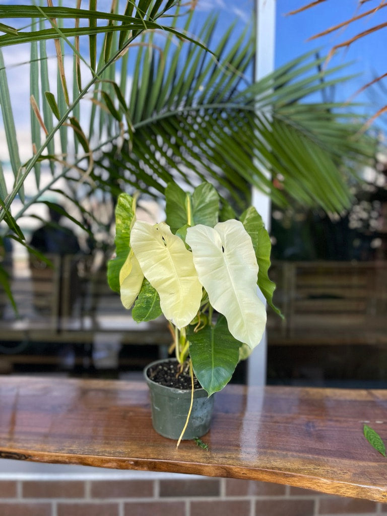 Philodendron Burle Marx Variegated 6”