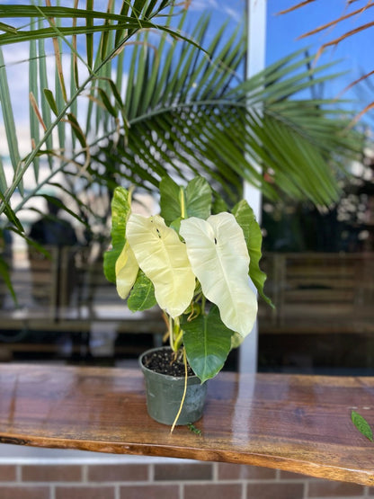 Philodendron Burle Marx Variegated 6”