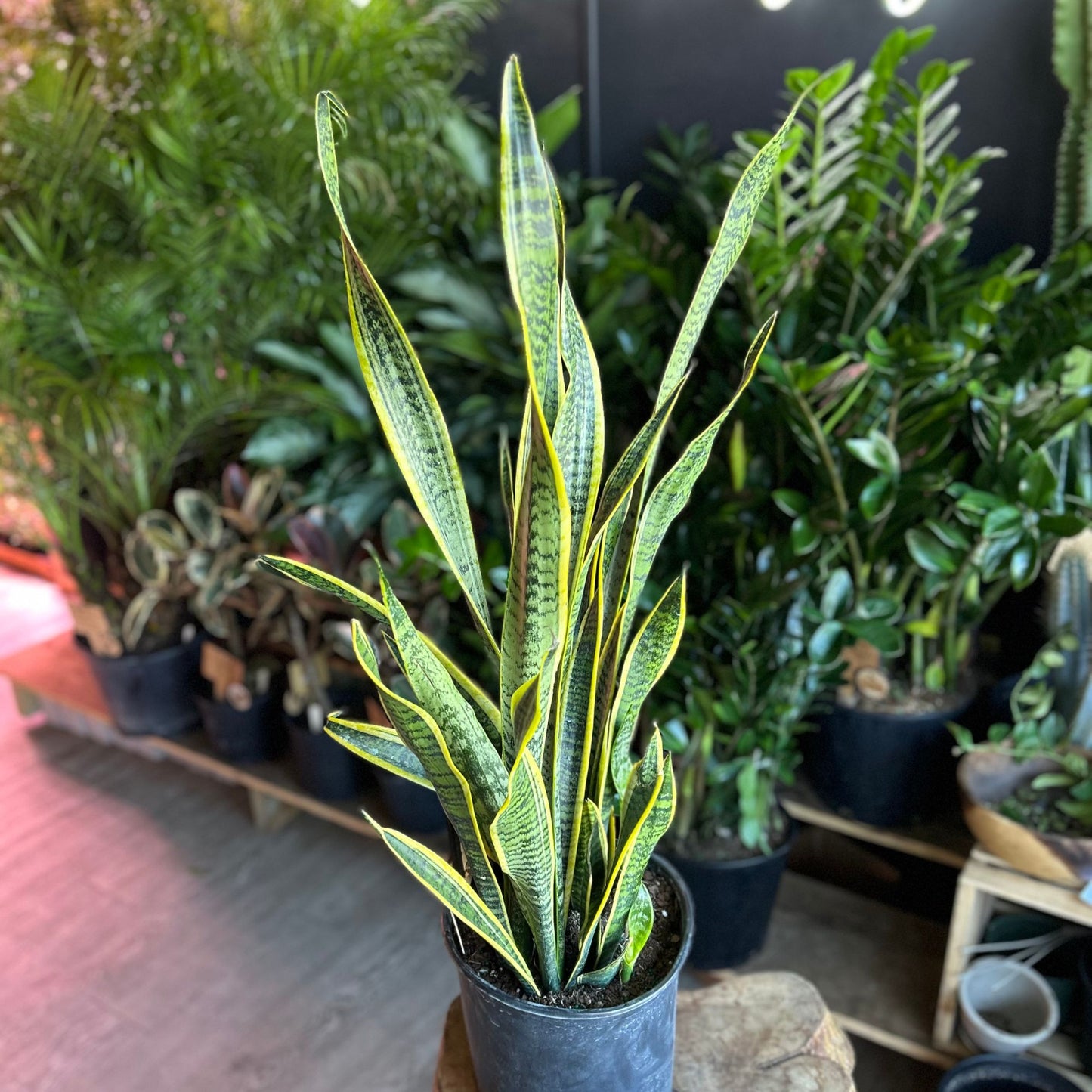 Sanseveria Laurentii (Snake Plant) 10"