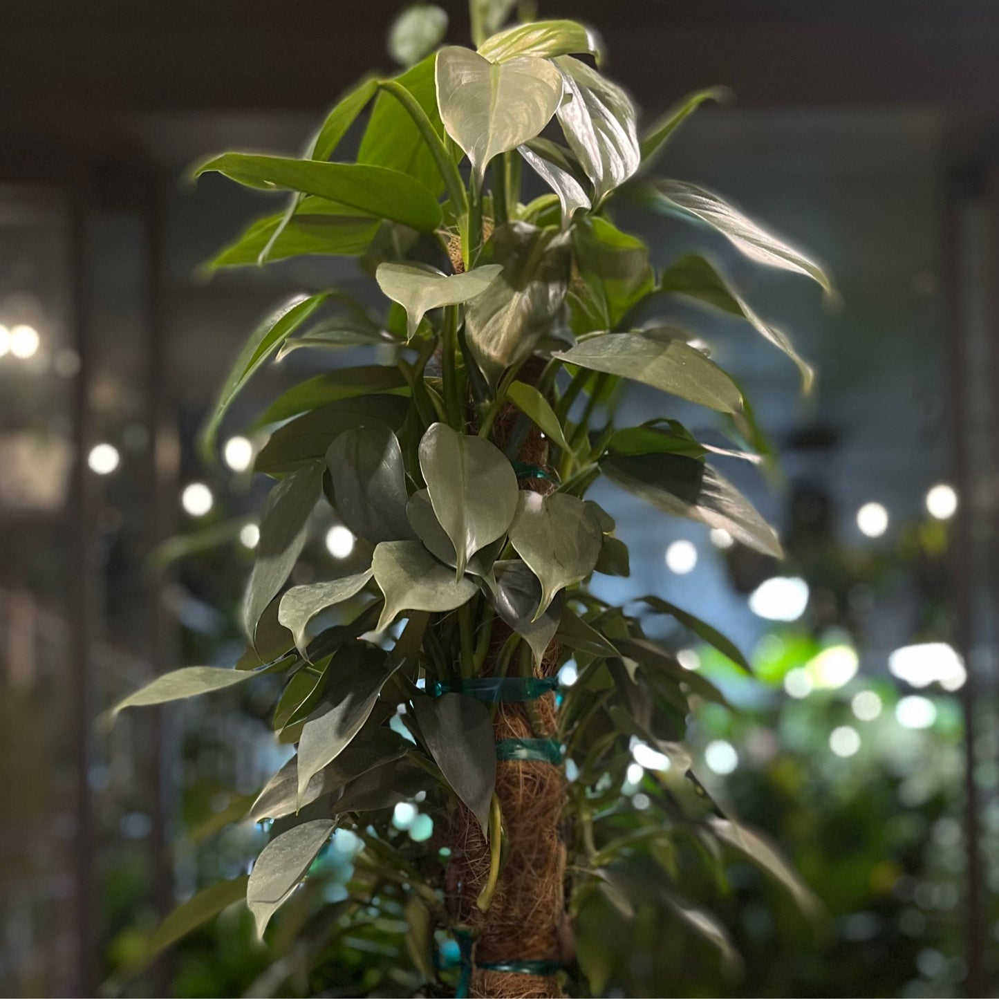 Philodendron Silver Sword Totem 8”