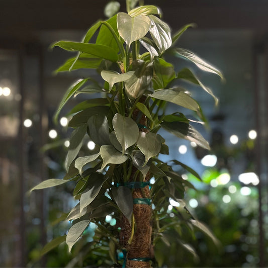 Philodendron Silver Sword Totem 8”