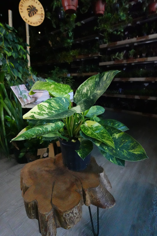 Philodendron Congo Nuclear 8"