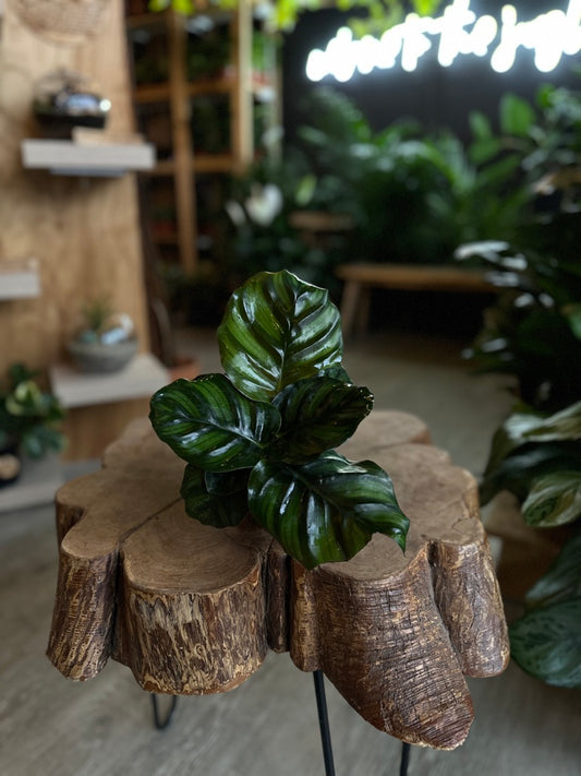 Calathea Fasciata 4”