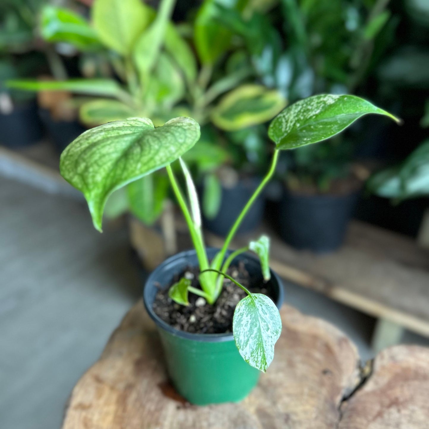 Monstera Mint 4"