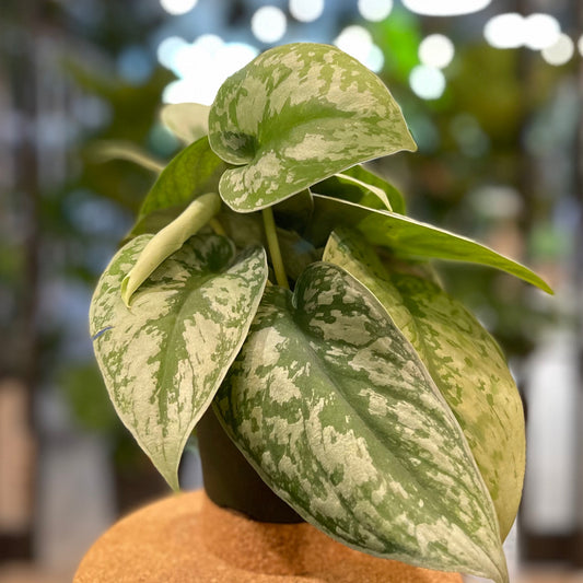 Scindapsus Pictus Silver Satin 4”