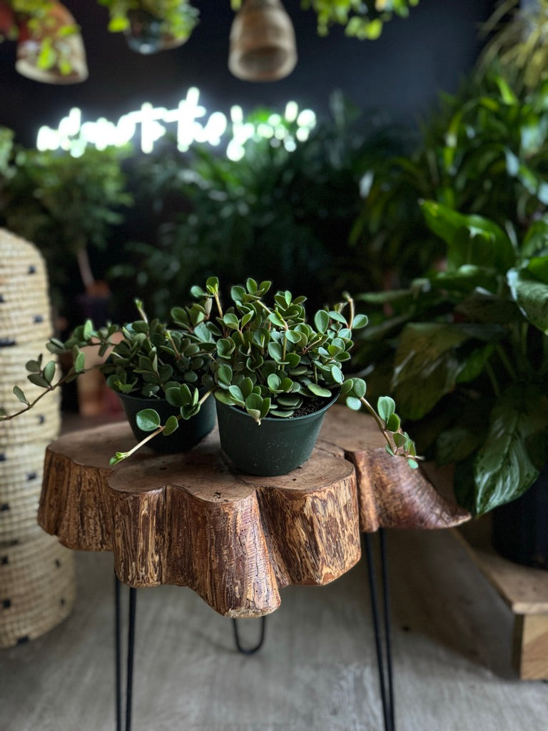 Peperomia Hope 6”
