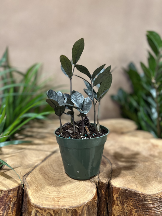 ZZ Plant Nova Star 4"