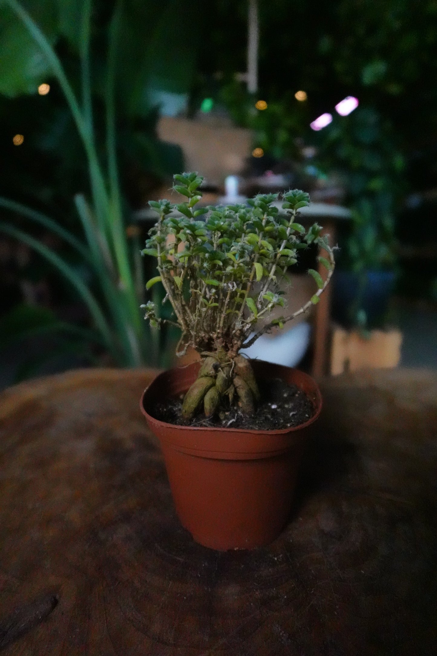 Trichodiadema Bulbosum 3"