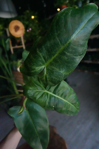 Philodendron Paraiso Verde 4"
