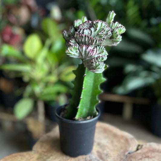 Mermaid Tail Cactus Purple 4"