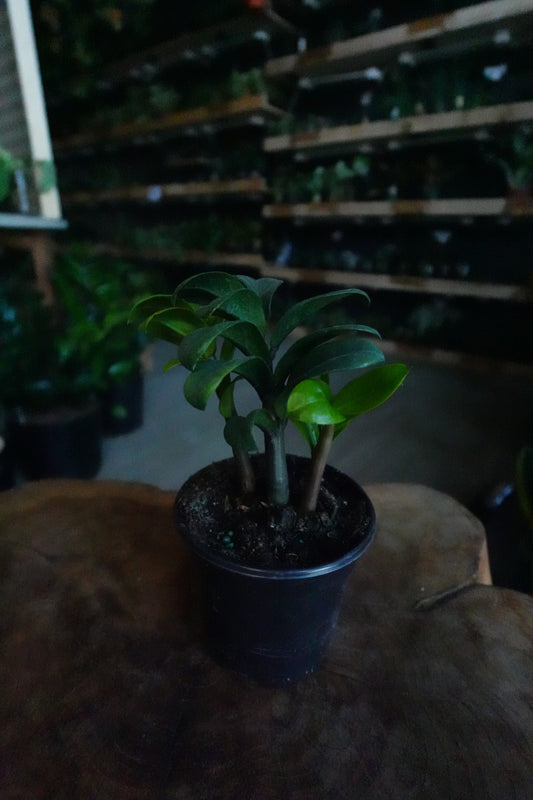 ZZ Plant Zenzi 4"