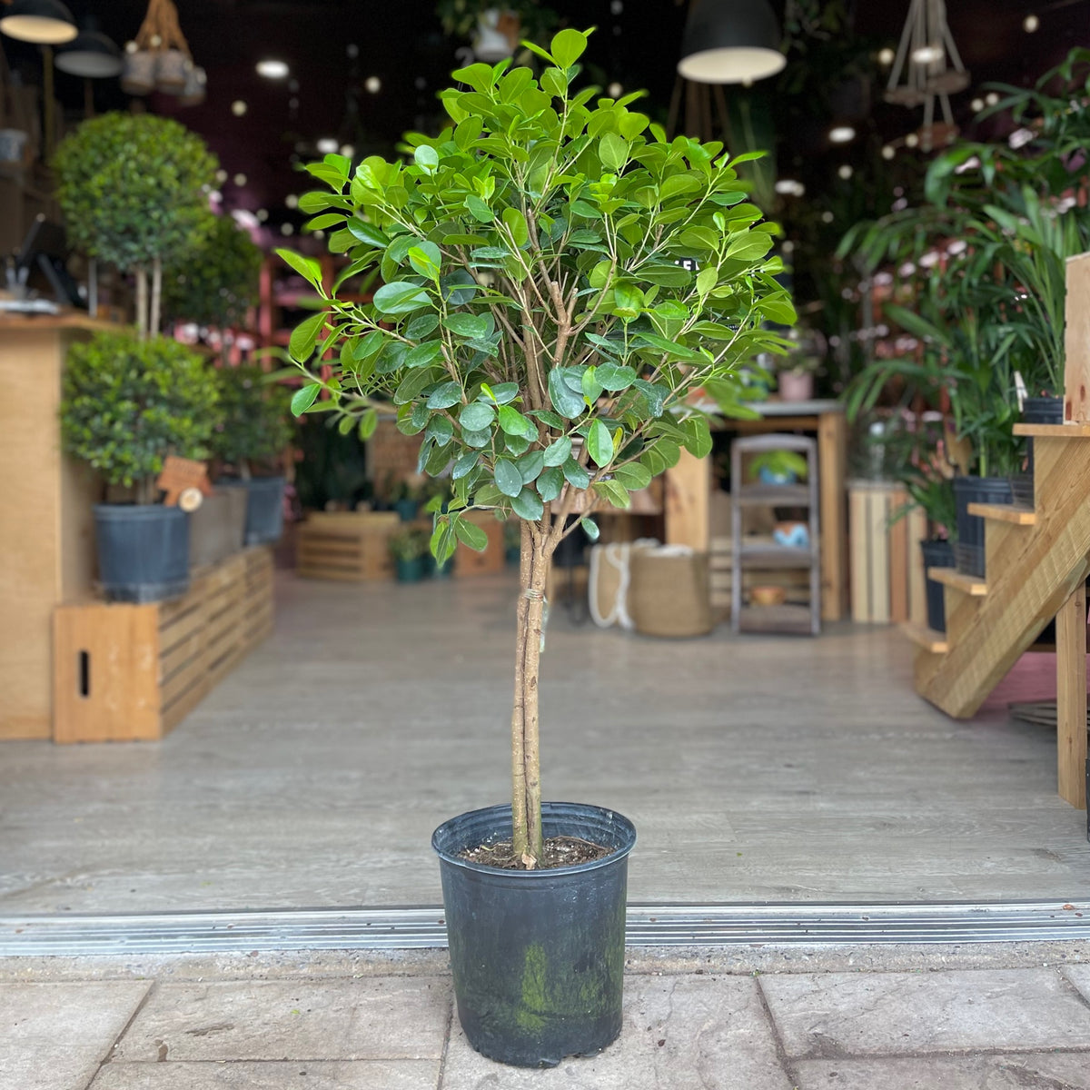 Braided Ficus Moclame 10”