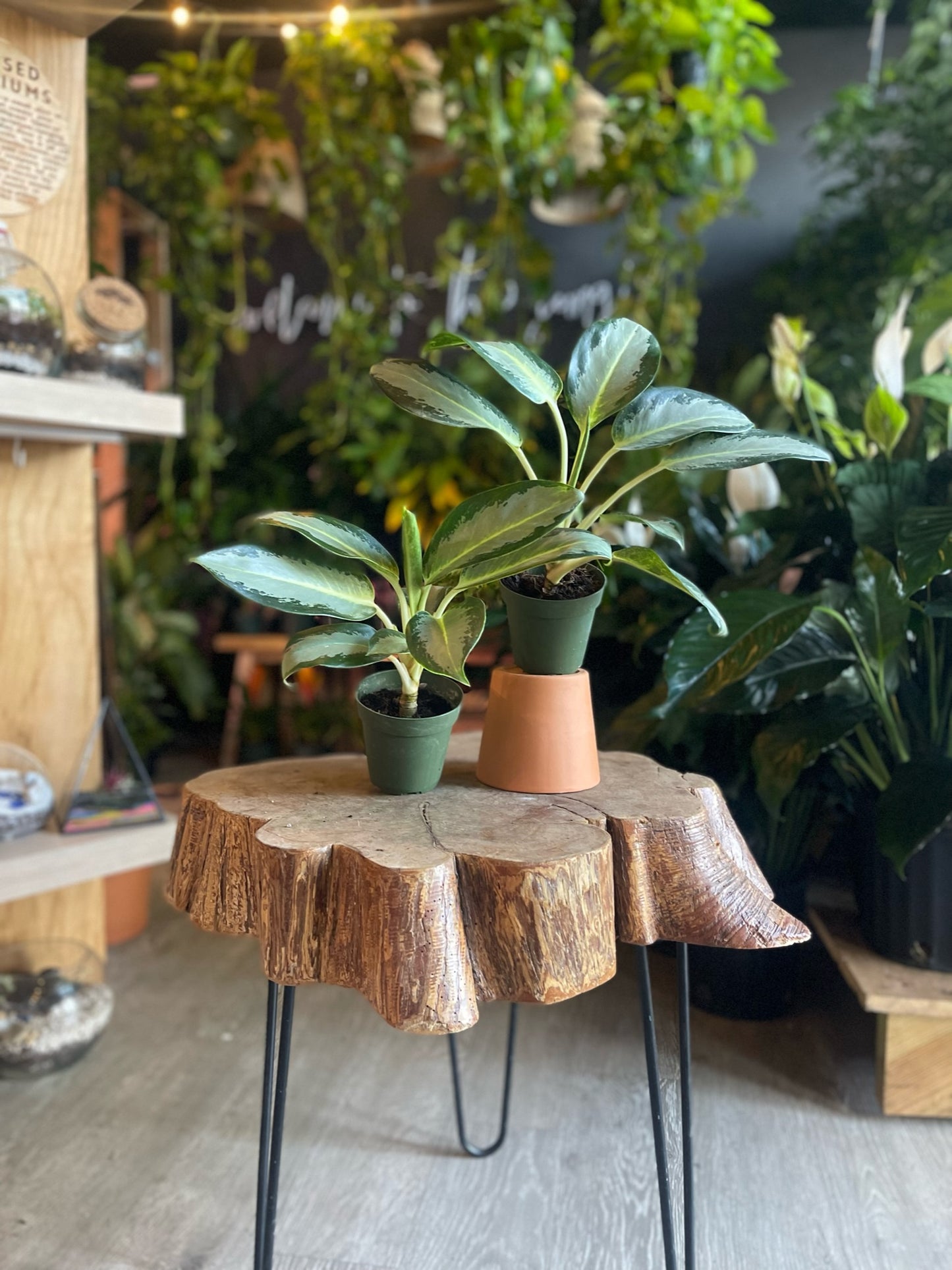 Aglaonema Green Bowl 4”