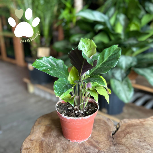 Calathea Thai Beauty 4"