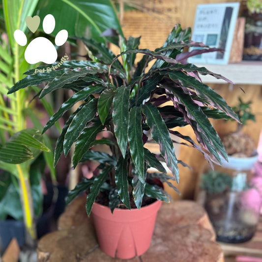 Calathea Rufibarba 8"
