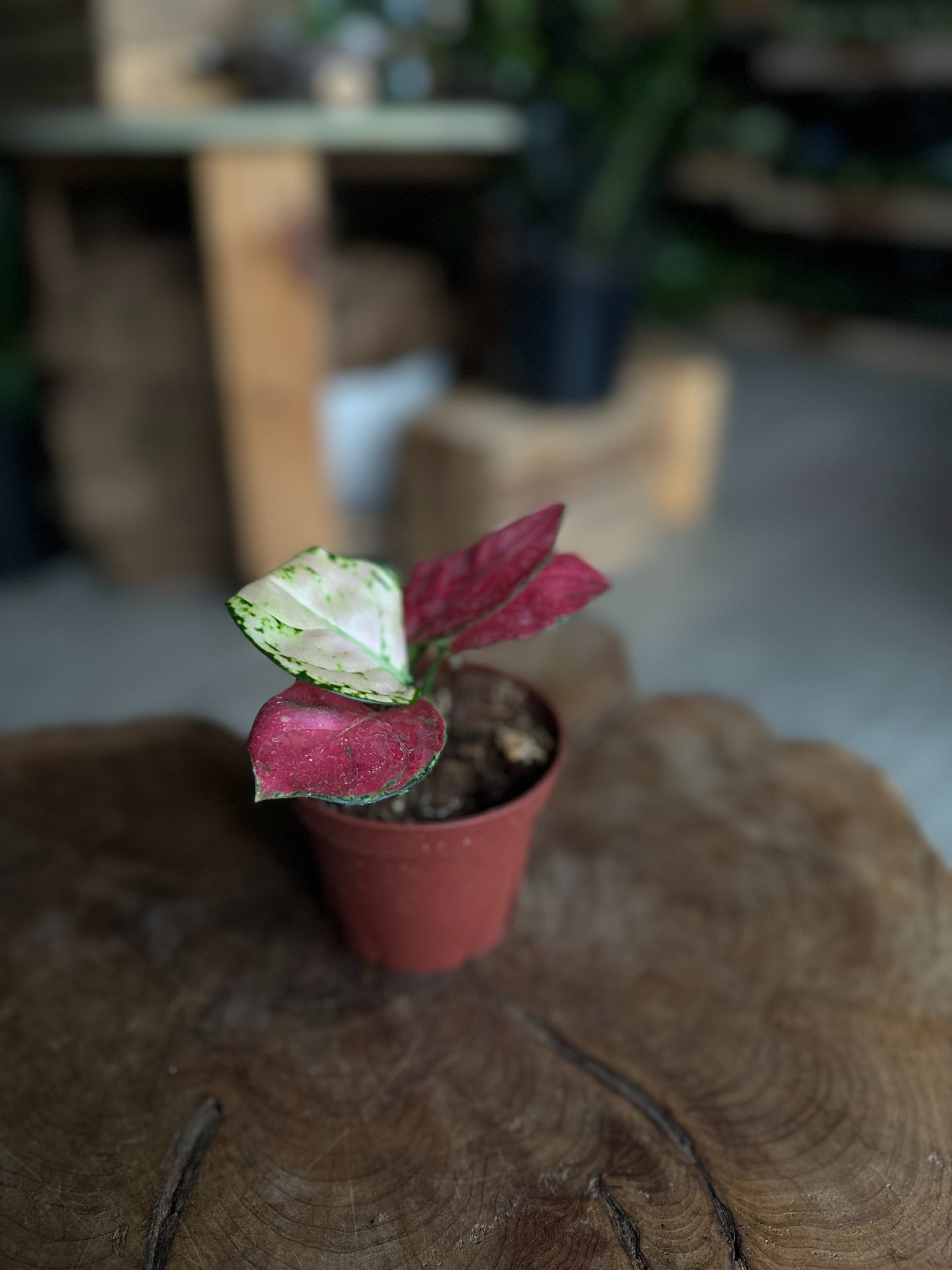 Aglaonema Super Pink 4"