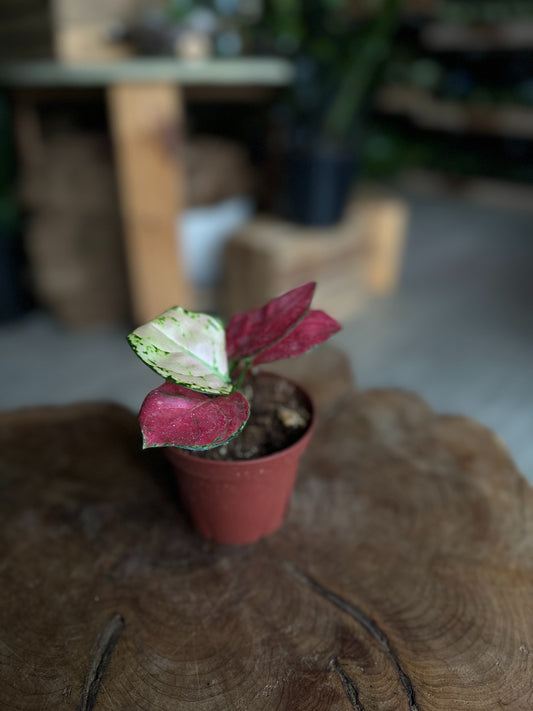 Aglaonema Super Pink 4"