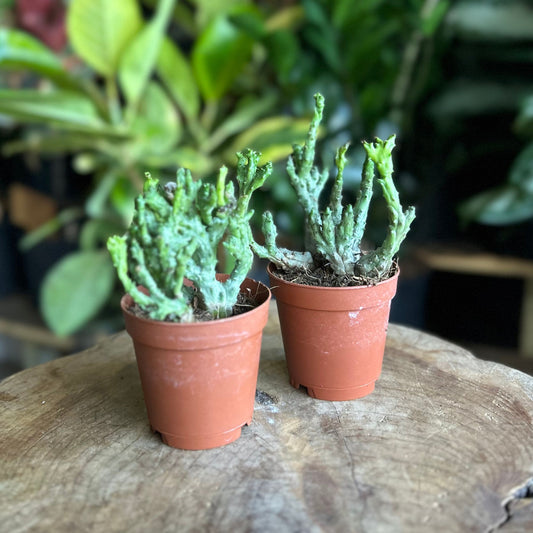 Euphorbia Enopla Cristata Coral 2"