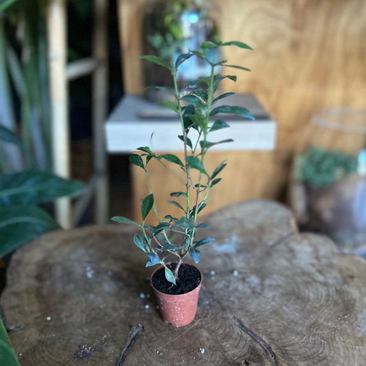 Eugenia Globulus 2"