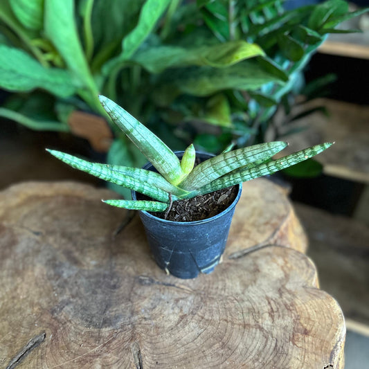 Sansevieria Starfish 5/6"