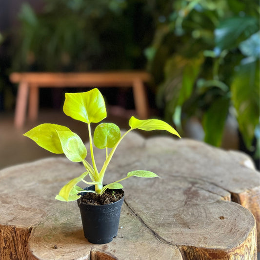Philodendron Warscewiczii Aurea 2”