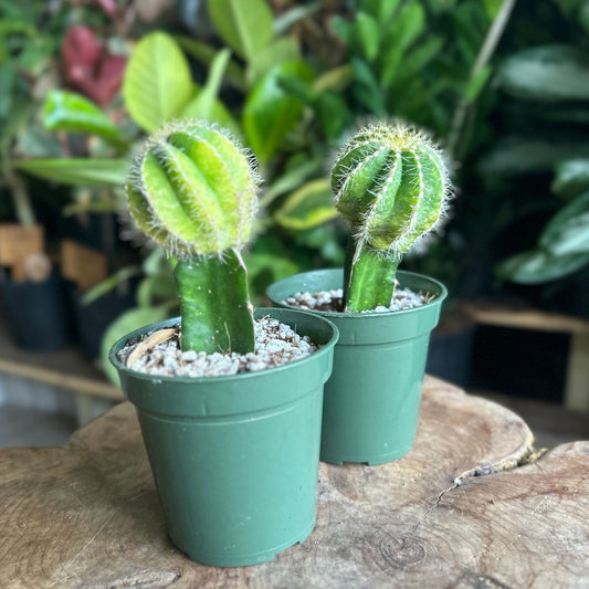 Balloon Cactus 2”