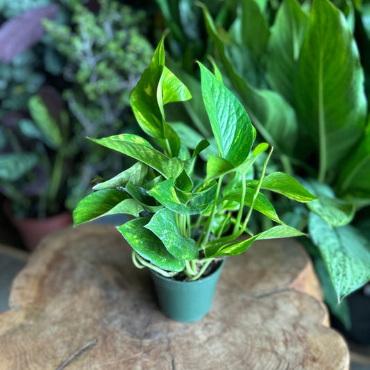 Golden Pothos 4"