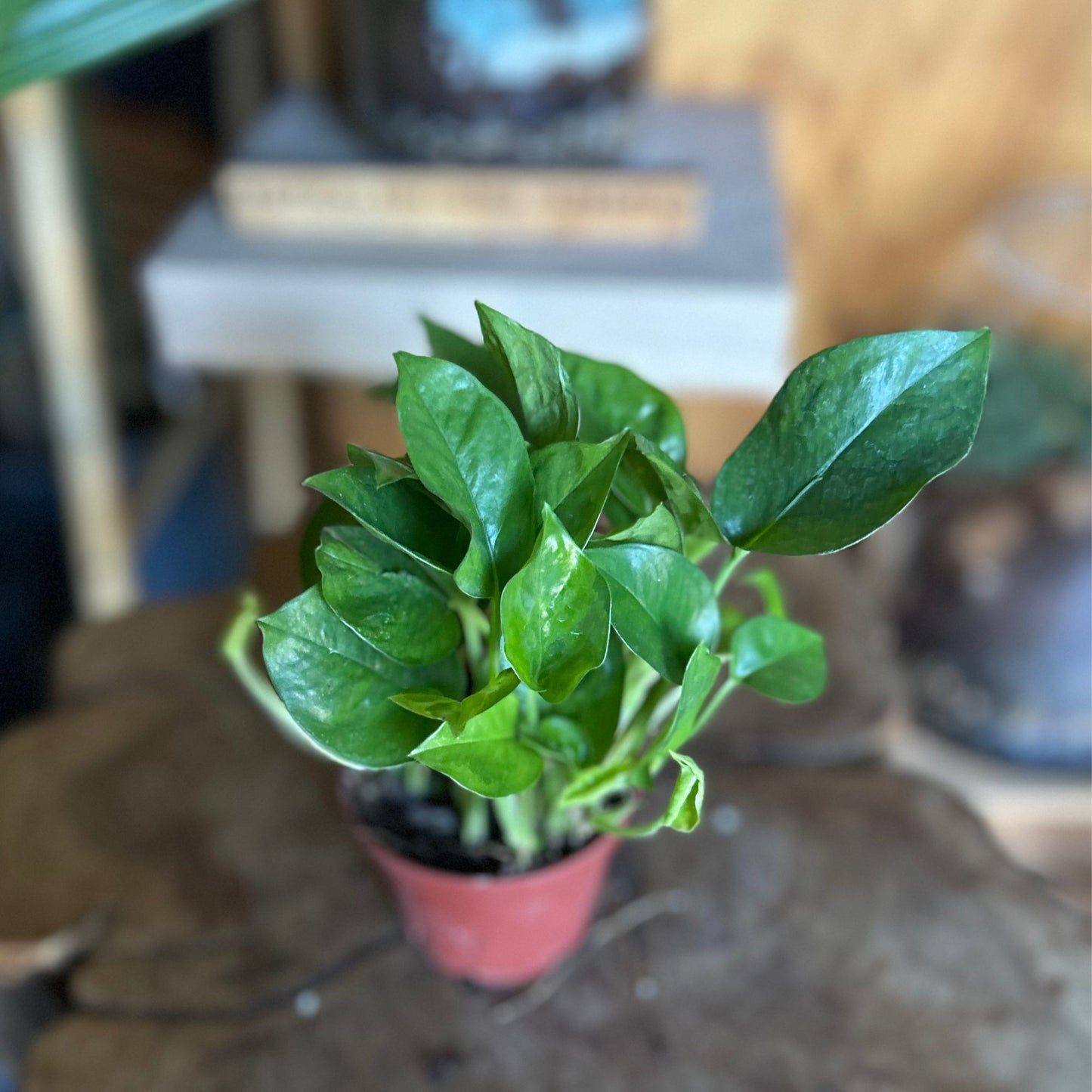 Global Green Pothos 4"