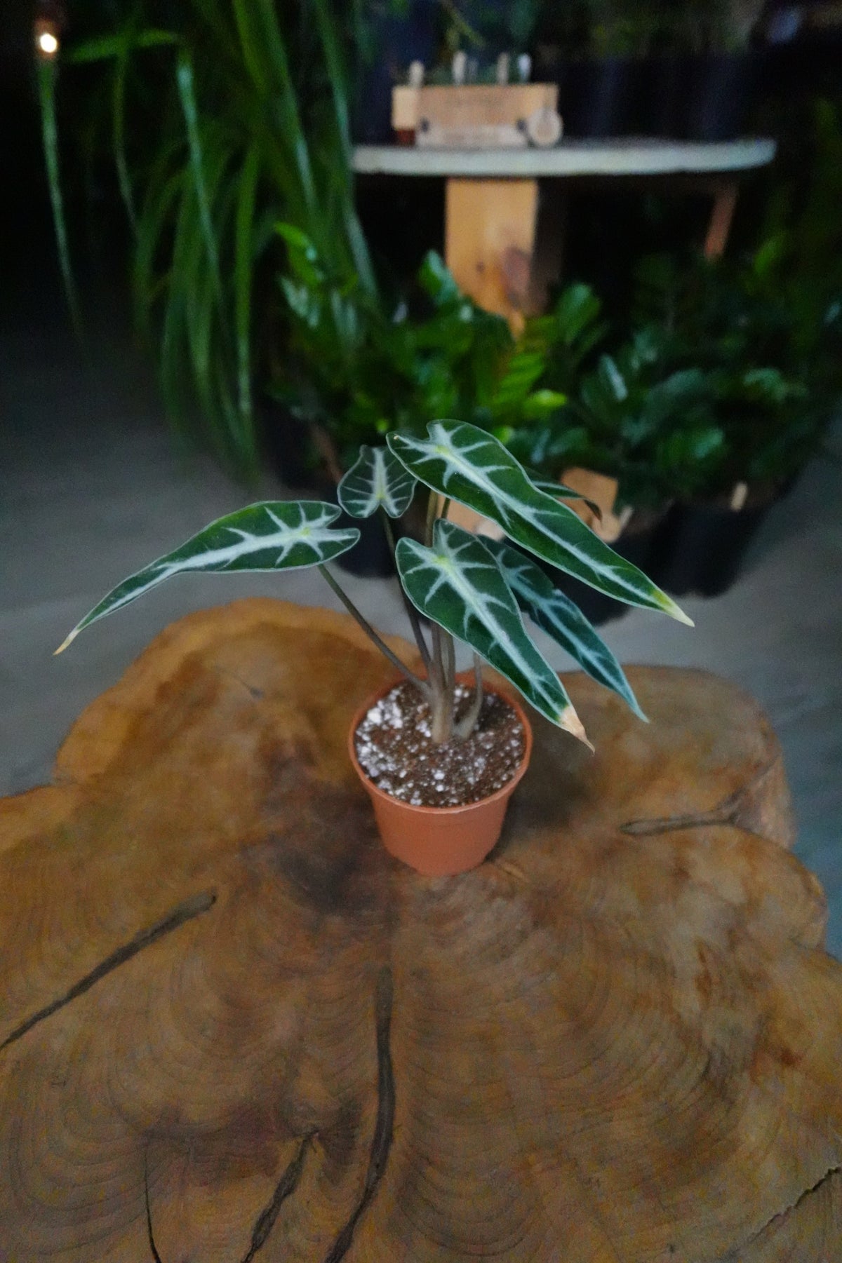 Alocasia Bambino 4”