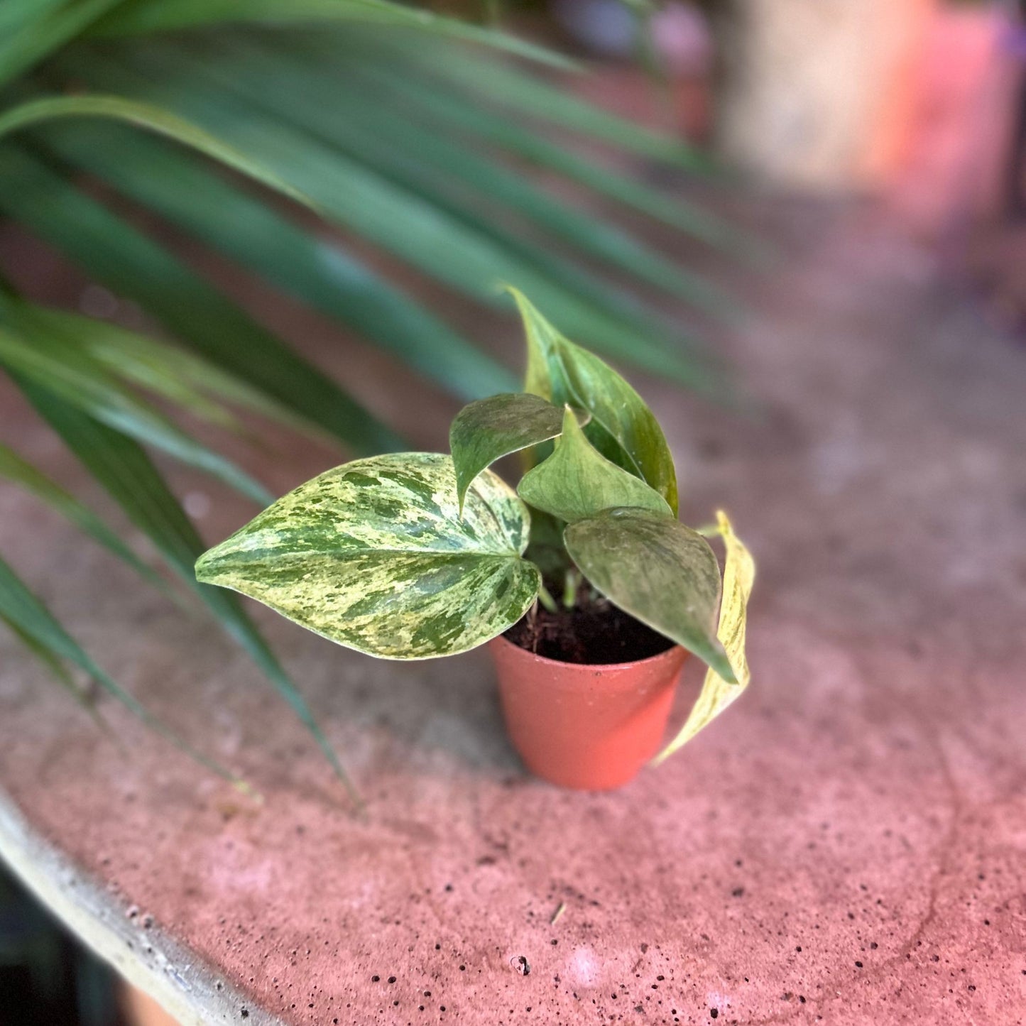 Philodendron Oxycardium Variegated 2"