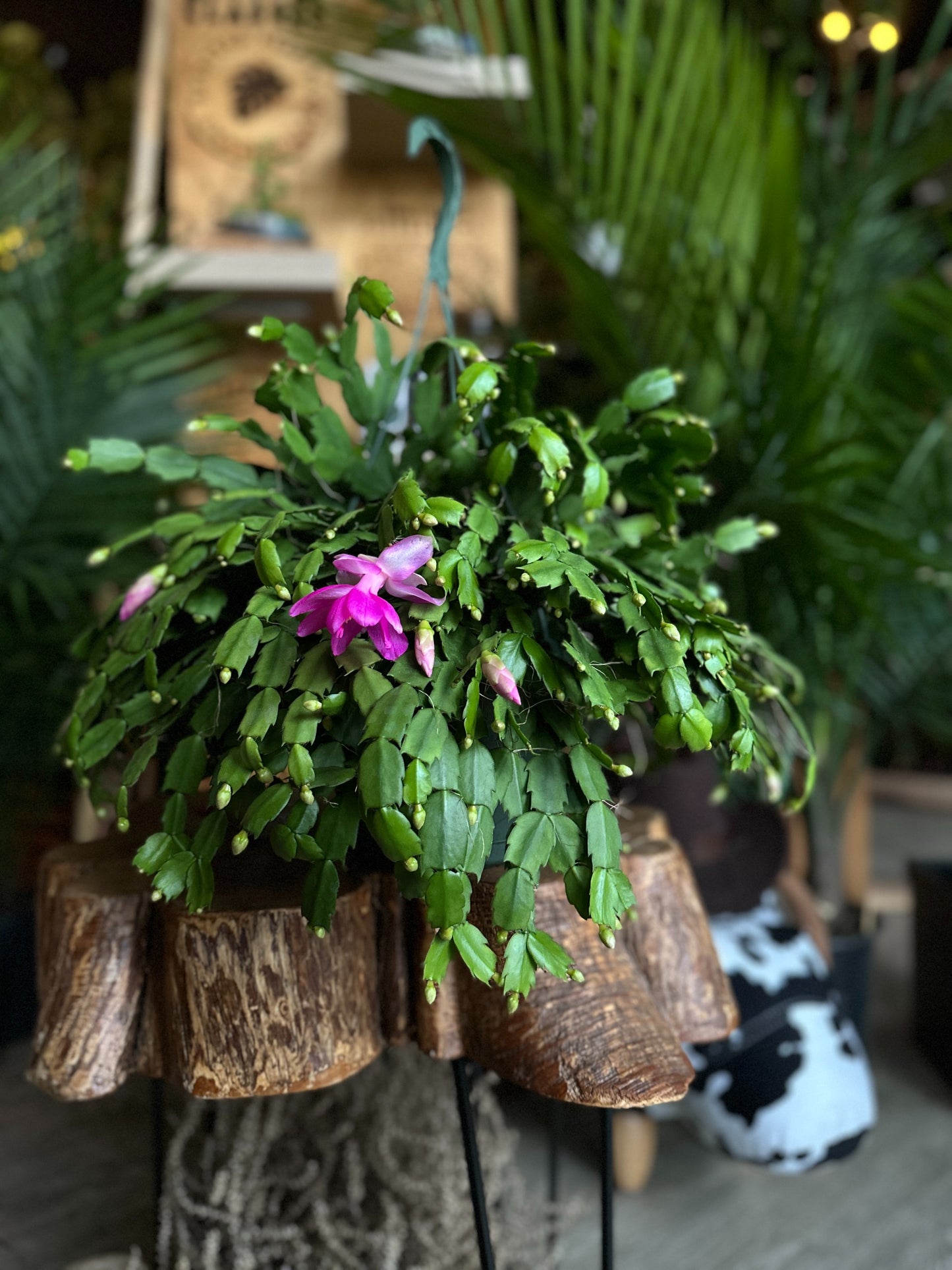 Christmas Cactus (Zygo) 8" HB