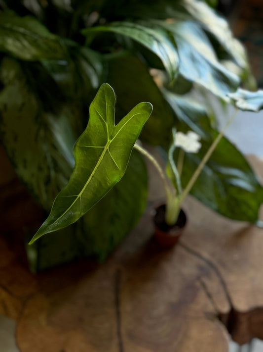 Alocasia Sarian 2”