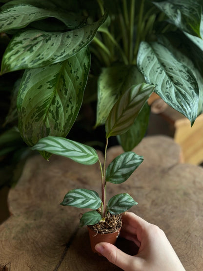 Calathea Silver Star 2”