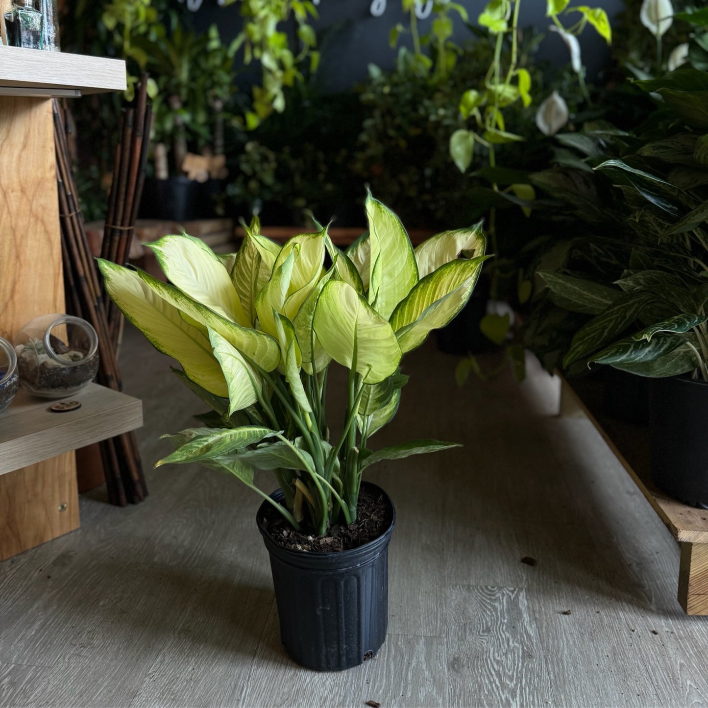 Dieffenbachia Tropic Marianne 8”