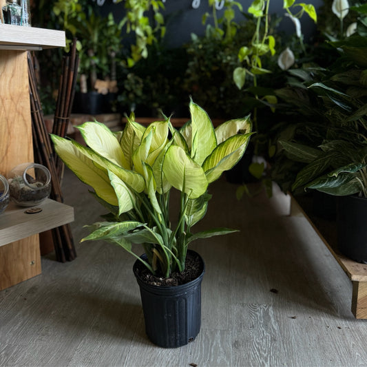 Dieffenbachia Tropic Marianne 8”