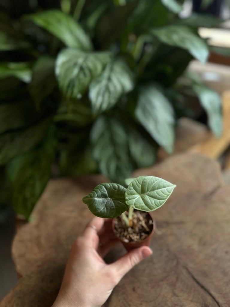 Alocasia Dragon Moon 2”