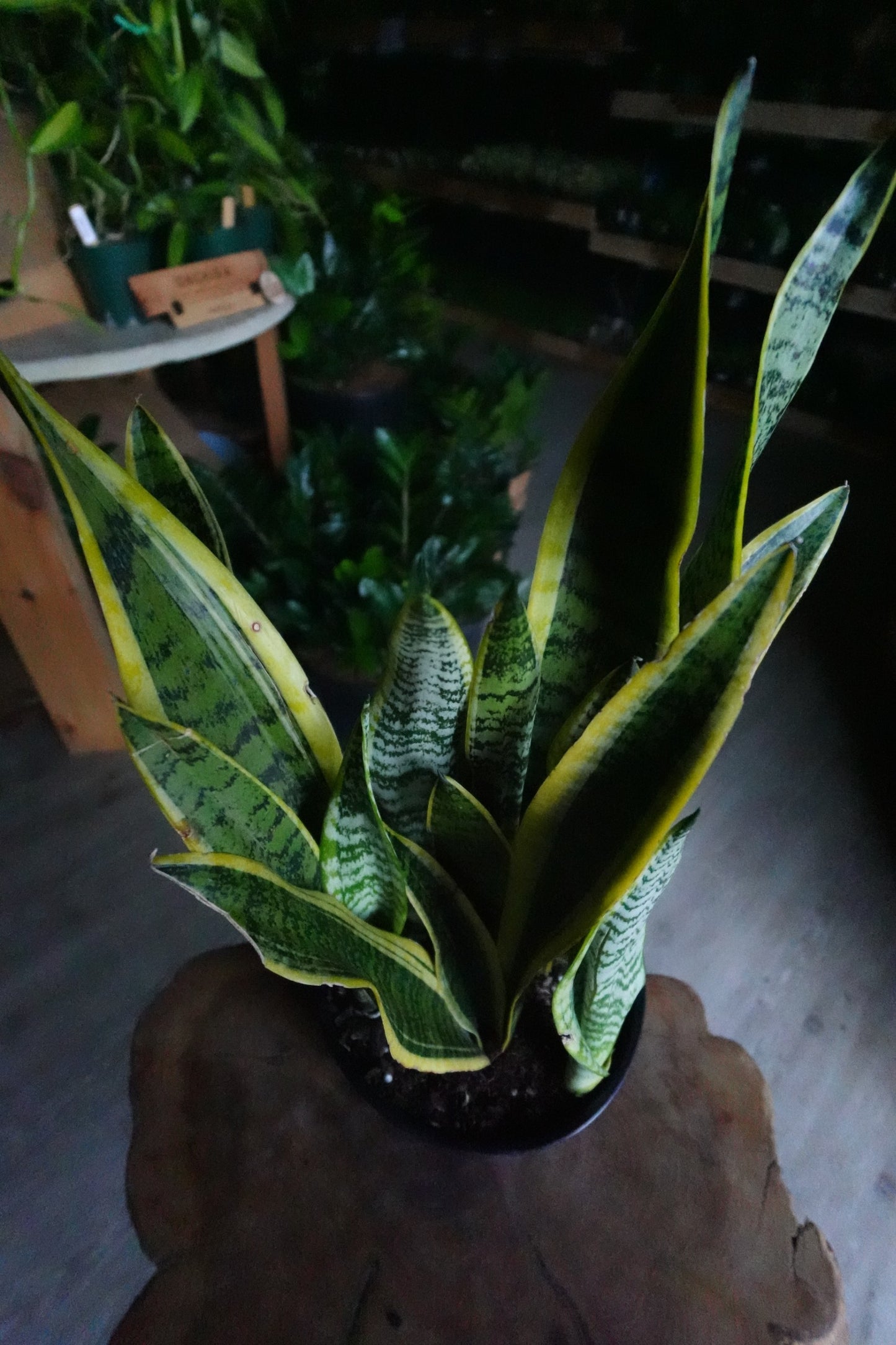 Sanseveria Laurentii (Snake Plant) 10"