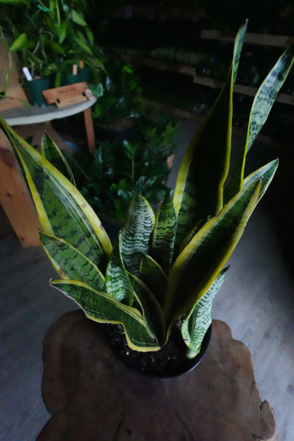 Sanseveria Laurentii (Snake Plant) 10"