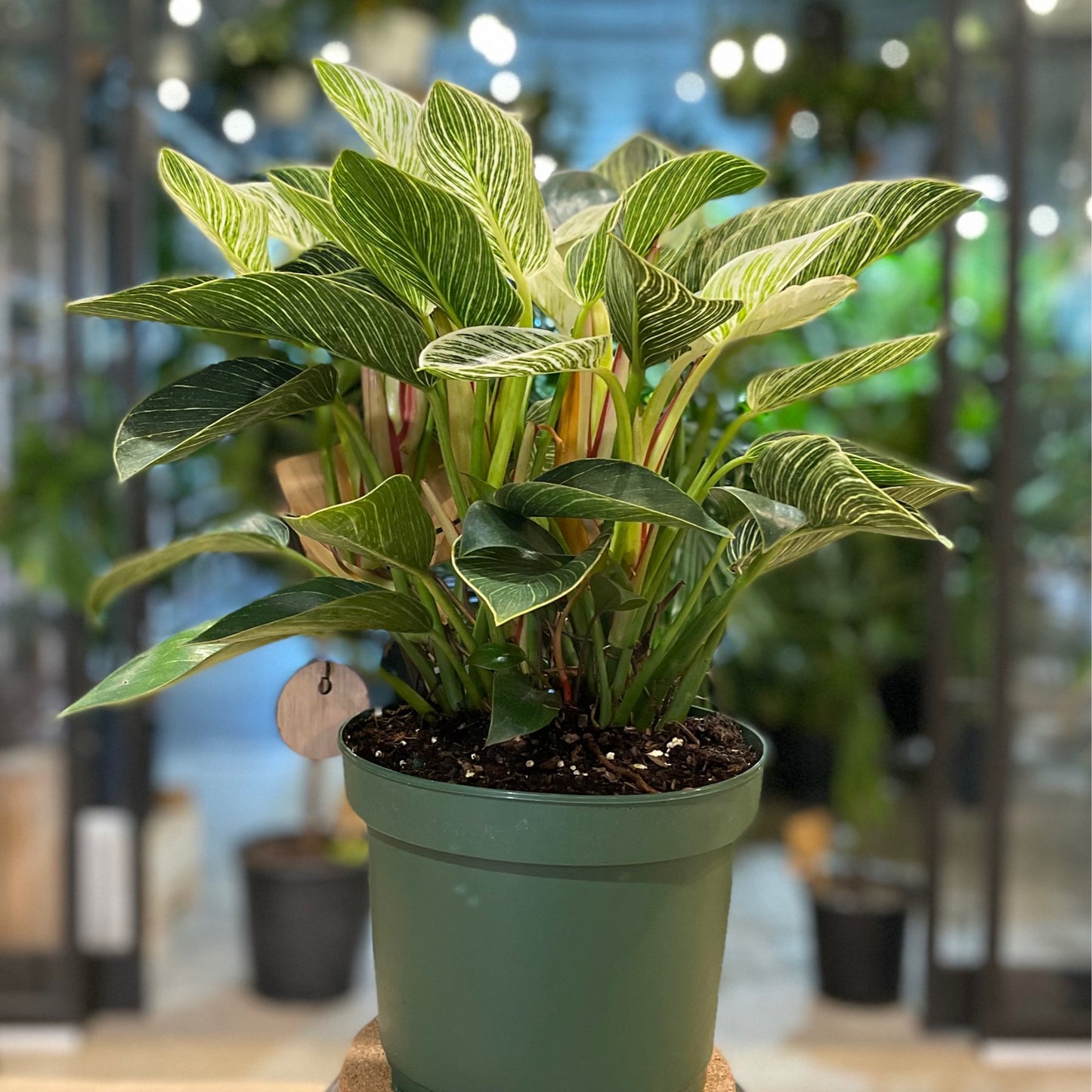 Philodendron Birkin 8”