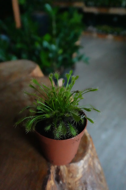 Sundew 2”