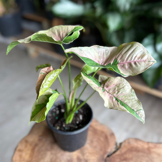 Syngonium Pink Lava 4"