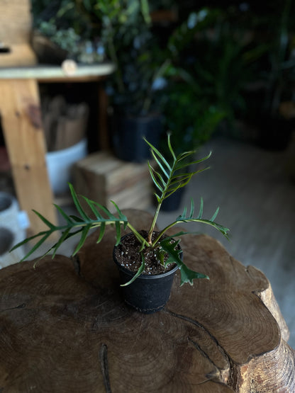 Philodendron Tortum 4”
