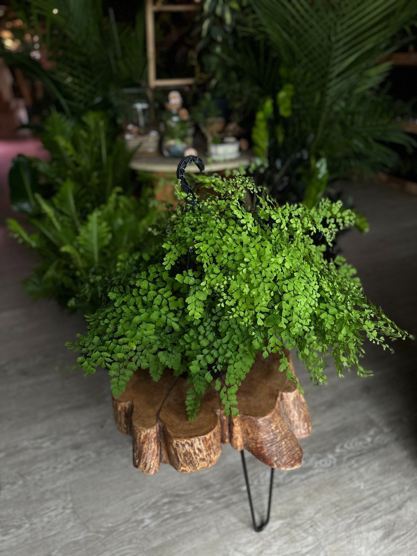 Maidenhair Fern 8" HB