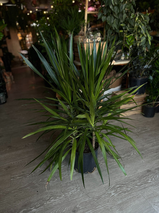 Dragon Tree (Dracaena Marginata) 10”