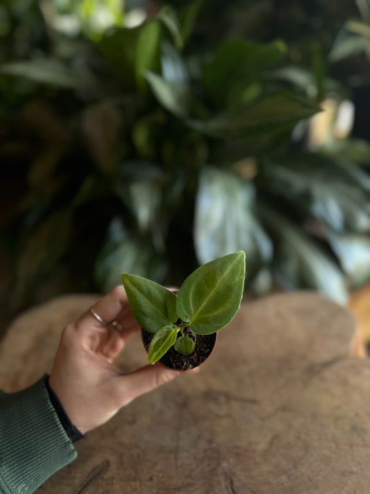 Anthurium Villenaorum 2”