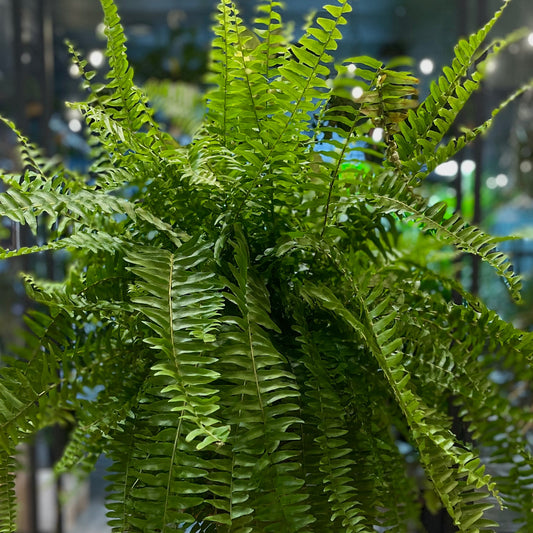 Fern Shiva 8” HB