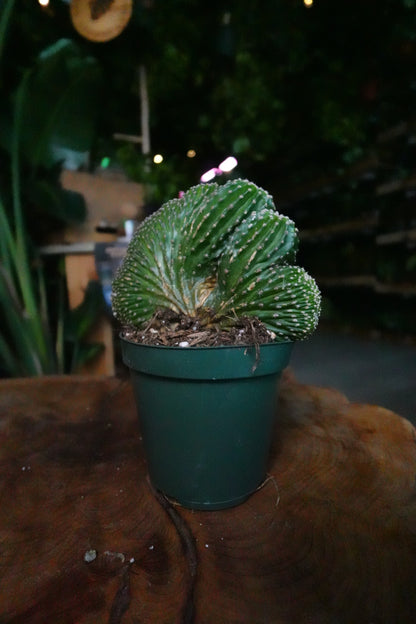 Echinopsis Arachnacantha Cristata 4"