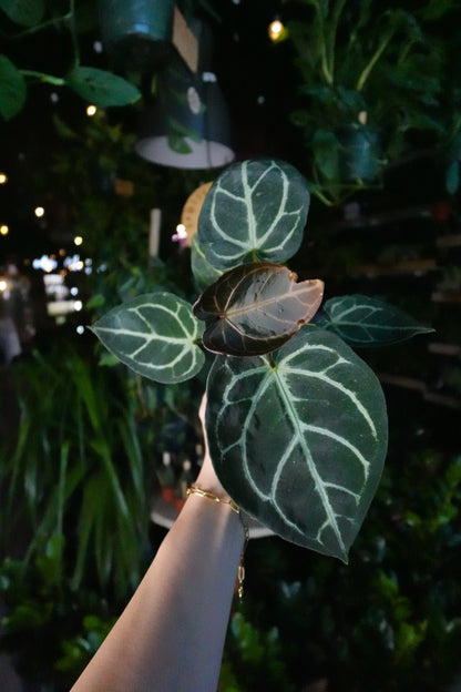 Anthurium Silver Blush x Magnificum 4”