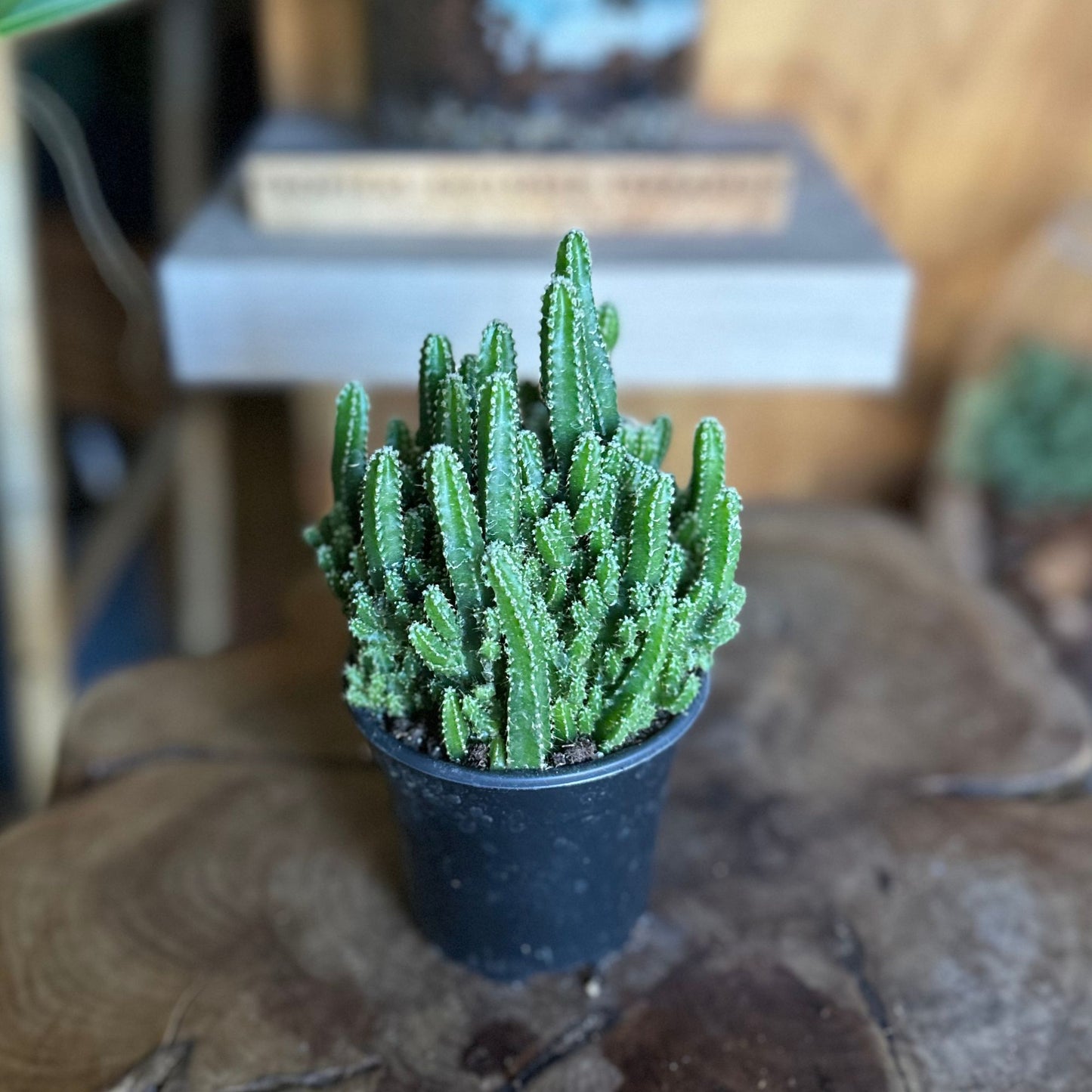 Fairy Castle Cactus 4"